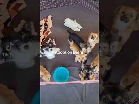 A day in the life of dog rescue. #dogrescue #adoptionevent