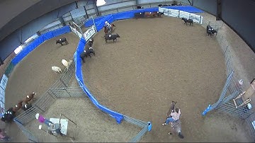 Big Sky Ranch Sorting Saddle Series #5 - #5 - Round #1 - Ride #42