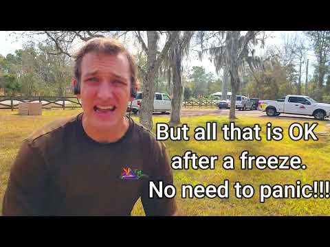 Video: Hladno oštećeni travnjaci - kako spriječiti i popraviti zimska oštećenja na travnjaku