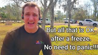 What to do when you have freeze/frost damage to St. Augustine grass. (Winter Recovery)