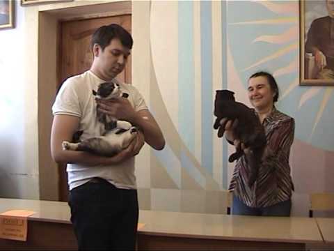 клуб кошек хабаровск Льготы участника выставок кошек в формате online