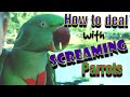 Parrot Tip - Dealing with SCREAMING
