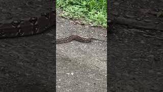 Snake in the grass Potrero Costa Rica