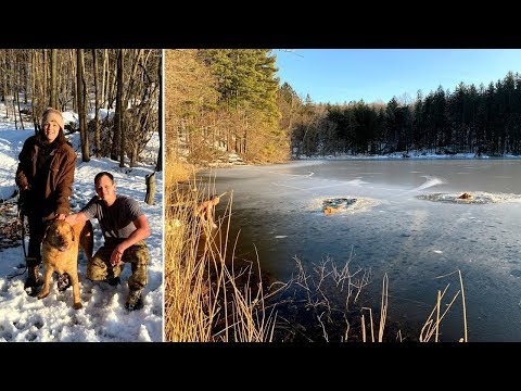 Video: Pet Scoop: Človek nájde domy pre 7000 psov, veľryby uväznené v ľadovej prestávke zadarmo