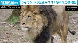 米の動物園で園内全てのライオン、トラがコロナ感染(2021年9月18日)