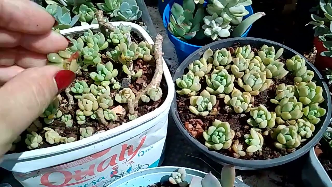 Suculentas depois da chuva 🥰💕#suculentas #plantas #arranjofloral #identificaçãodesuculentas #jardim 