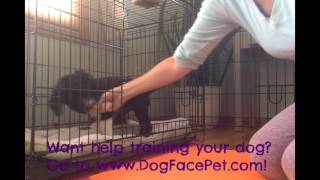 Puppy Crate Training 9 week old Portuguese Water Dog