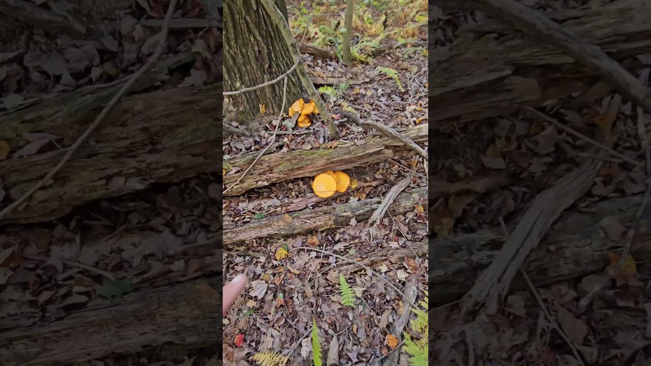 Come along for the ride! 🌲🦌🎣 #fishing #hunting #outdoors #fun