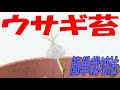 【ウサギ苔】白うさぎの花が超かわいい食虫植物の育て方の紹介です。簡単に育てられ、簡単に増やせます♪