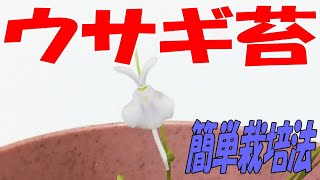 【ウサギ苔】白うさぎの花が超かわいい食虫植物の育て方の紹介です。簡単に育てられ、簡単に増やせます♪