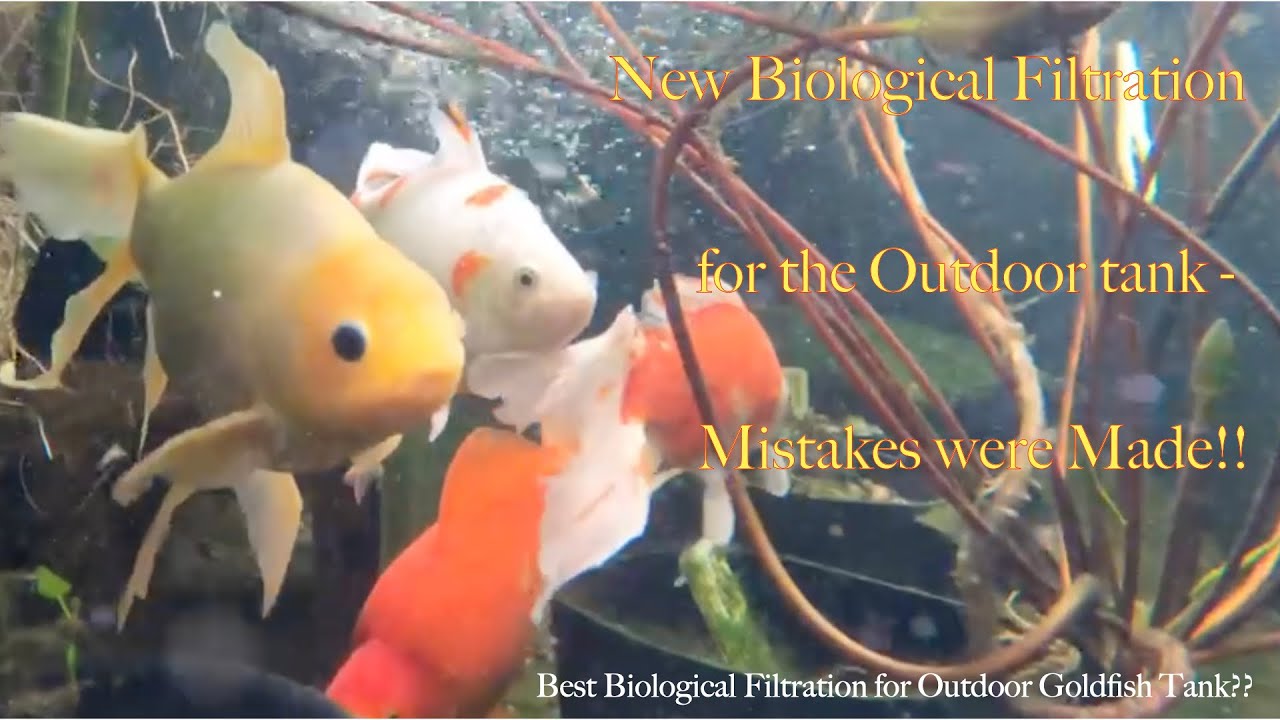 Too much of a bio load? | Goldfish Forum - fishlore.com - Goldfish Tank Biological Load Management