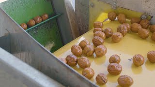Walnut Hulling, Drying, Grading and Packaging Line - AKY Technology