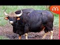 5 INCRÍVEIS BOVINOS SELVAGENS - MAIORES DO MUNDO