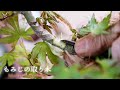 【もみじ】取り木で紅葉のミニ盆栽を3本に増やそう【盆栽Q】