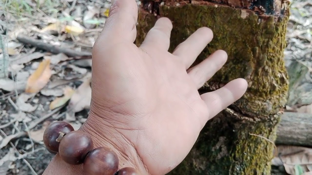 Cách khắc gốc xoài đài Loan và tiết bông có lại rồi 