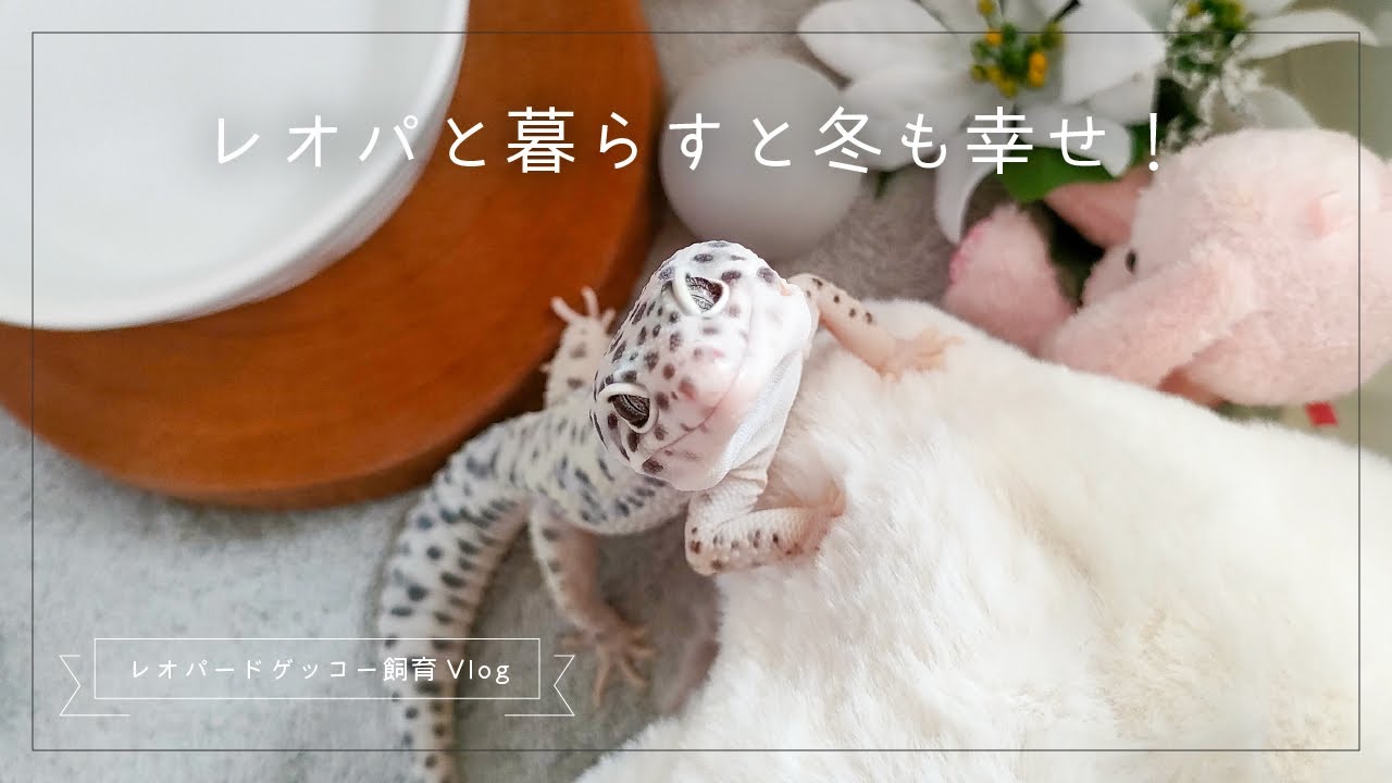 レオパと暮らすと冬も幸せ！【レオパードゲッコー飼育Vlog】