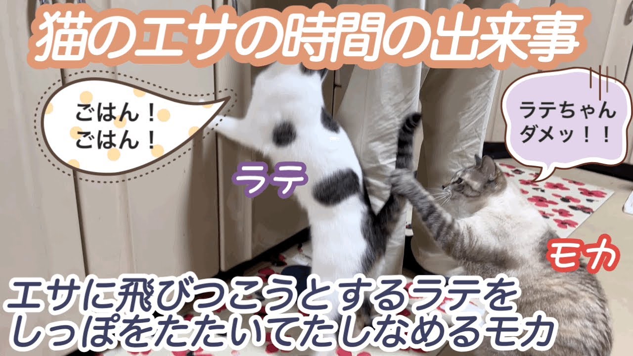 猫のエサの時間の出来事 エサに飛びつこうとするラテをしっぽをたたいてたしなめるモカ Mocha Latte Youtube 猫のエサの時間の出来事 エサに飛びつこうとするラテをしっぽをたたいてたしなめるモカ Mocha Latte Youtube