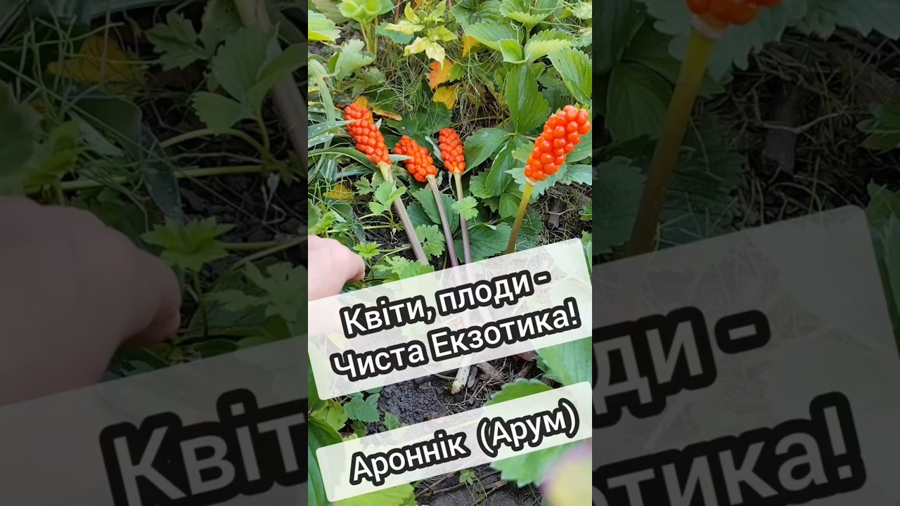 Арум італійський, або  Ароннік або Arum italicum –  род.Araceae 