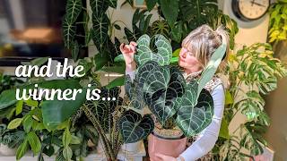 Choosing my FAVOURITE plant from each genus 🌿Monstera, Anthurium, Alocasia, Hoya...