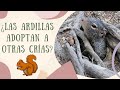 DATOS CURIOSOS SOBRE LAS ARDILLAS