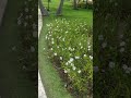 A garden at a tropical lake garden lake flowers