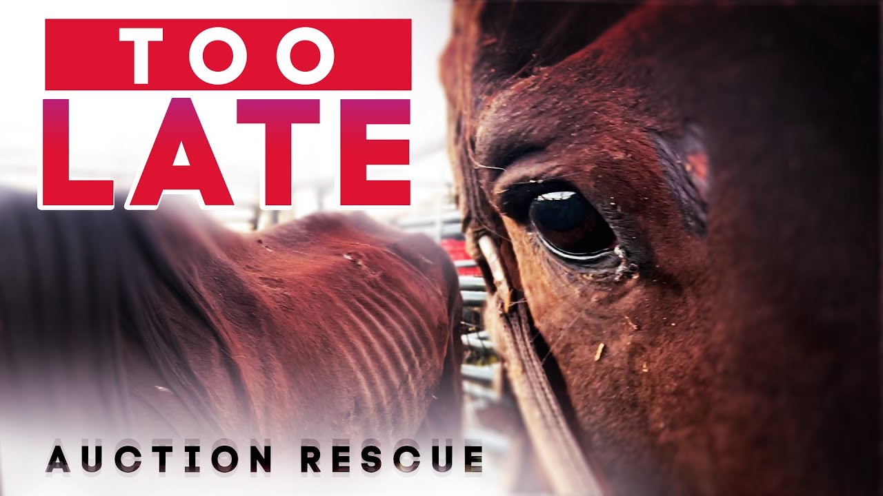 Over 30 Rescued From Slaughter! | Horse Shelter Heroes S3E31