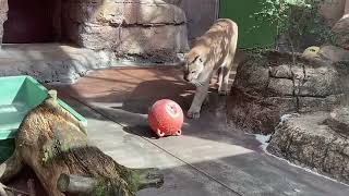 ピューマ・マリー　おもちゃで遊ぶ？【天王寺動物園】