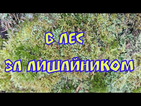 В лес за