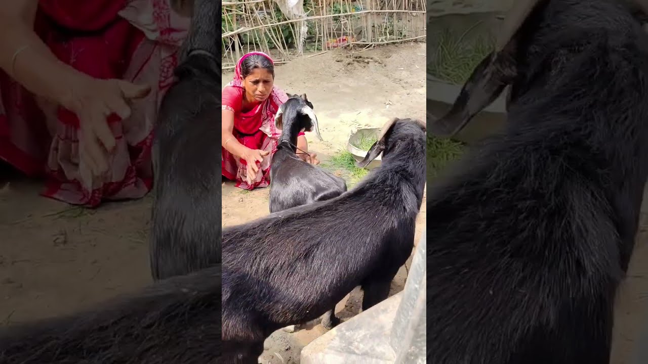 Чудесное время для козлят по утрам #шортыдлинные1 15 ноября