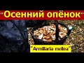 ПОЛНАЯ корзина ОСЕННИХ ОПЯТ "Armillaria mellea". Хороший УРОЖАЙ. Сезон 2020.