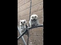 コノハズクのヒナの動き　2018年9月9日