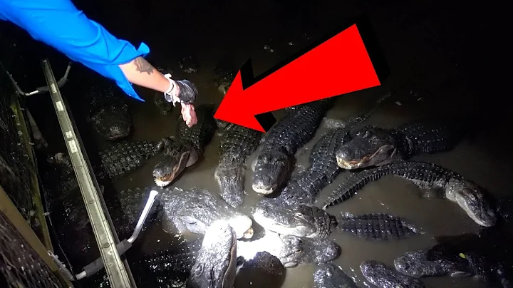 I Fed Gators AT 3AM - Overnight Challenge | OmarGo...