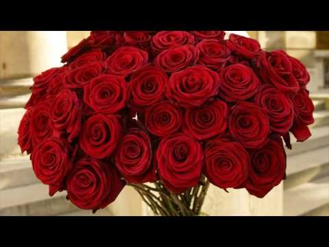 Valentine Day Rose Wallpaper Hd Valentine Day Rose Wallpaper Hd