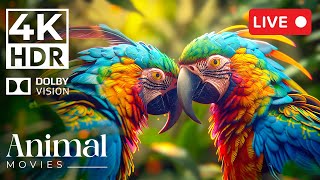 [4K HDR Dolby Vision] Wildlife Movies Cinematic Sound ~ 24/7 (Animal Colorful Life)