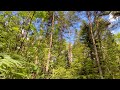 Relaxing sounds of the May Forest. Birdsong lasting 12 hours in 4K video.