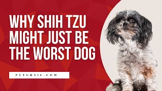 Reasons Why Shih Tzu Are the Worst Dog