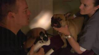 Corneal Ulcers in Dogs and Cats  VetVid Episode 012