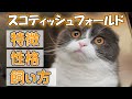 スコティッシュフォールドってどんな猫?【特徴・性格・飼い方・かかりやすい病気・価格帯】