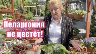 Почему не цветёт пеларгония?