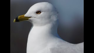 "Post Gulls" and Other Birds at Howard Marsh