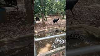 Sabil Liat Binatang Deket Rumah