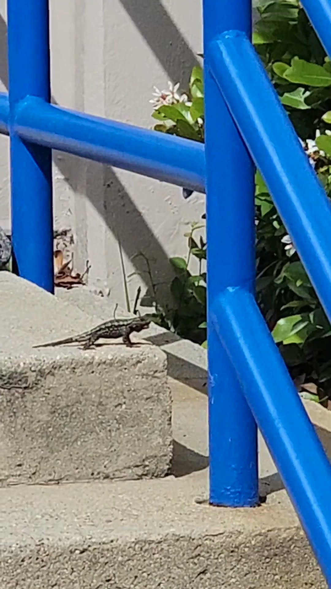 Lizard workout !! ??