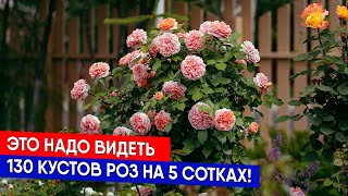 Это надо видеть - 130 кустов роз на 5 сотках!