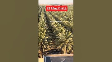 Không phải một hai cây mà là cả rừng chà là các bác ạ 🥰☎️0921.826.862 #nhavuonngoclam #cayanqua ￼