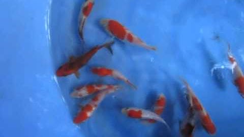 Koi size nhỏ[Tronjava]
