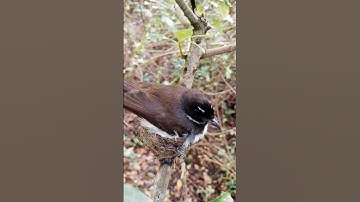 Feathers and Futures #birds #nest #birdhome