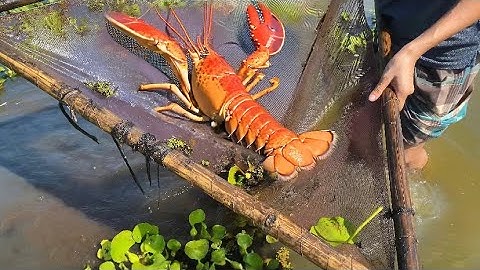 😱"Ingenious Bamboo Fishing Techniques You
