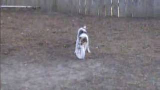 Cody The Silly Dog Fetching A Frisbee