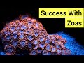 How To Keep Zoas | Zoanthid Care Guide