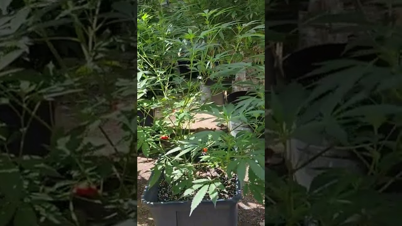 Purple Panty Dropper F5 – Matanuska x Oregon Grape x Purple Haze 